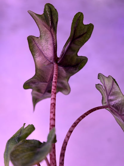 Alocasia Jacklyn