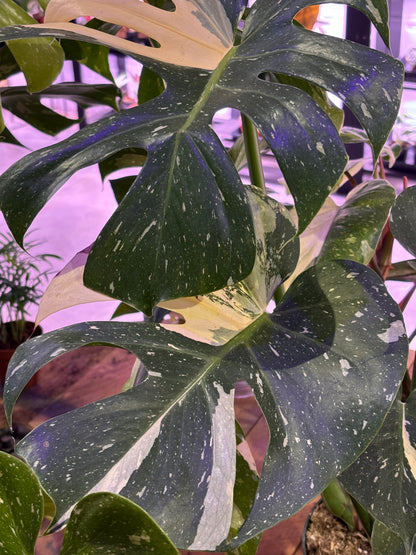 Monstera Thai Constelation