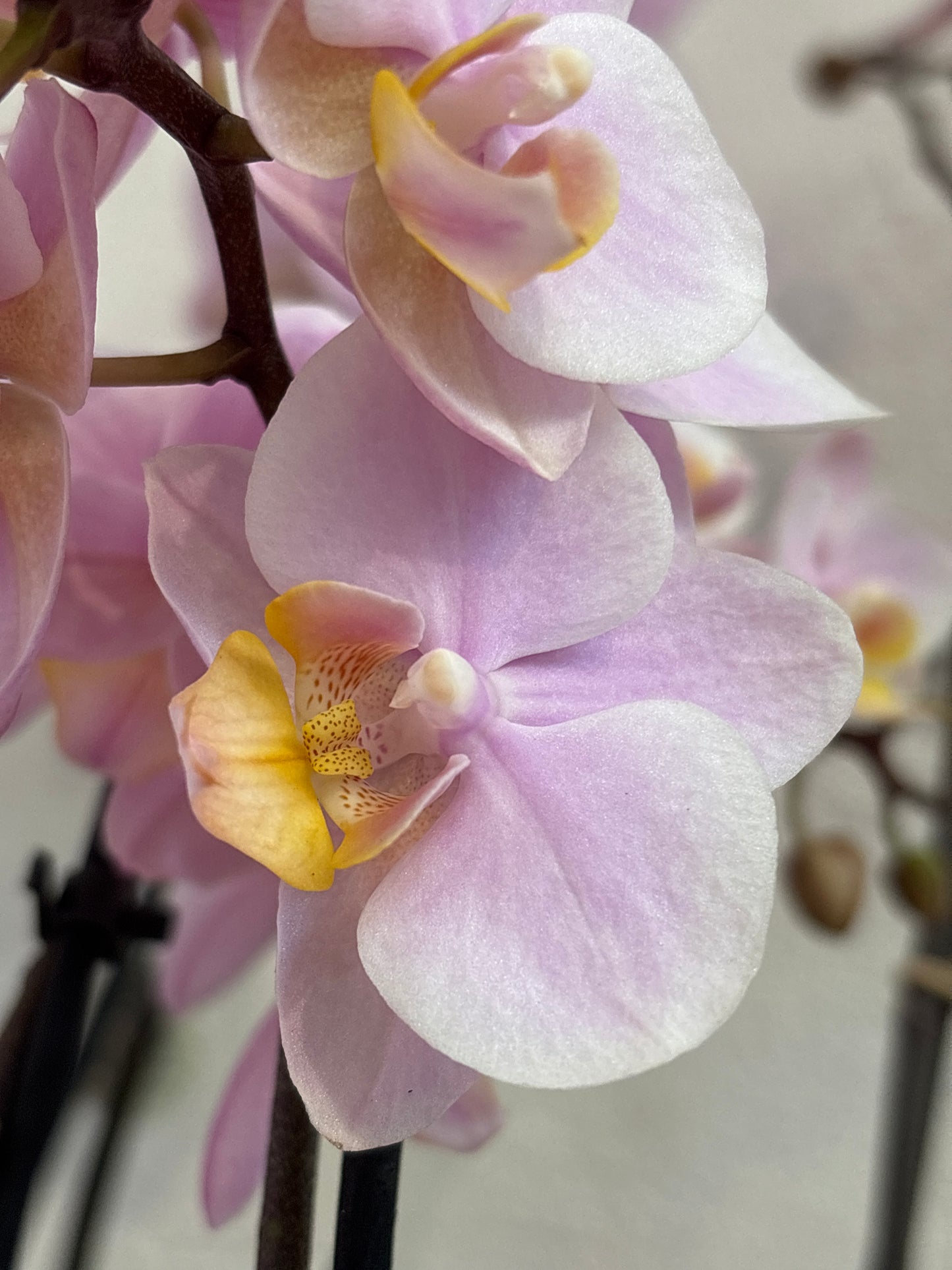 Orquídea Phalaenopsis Multiflora Dos Varas Florales
