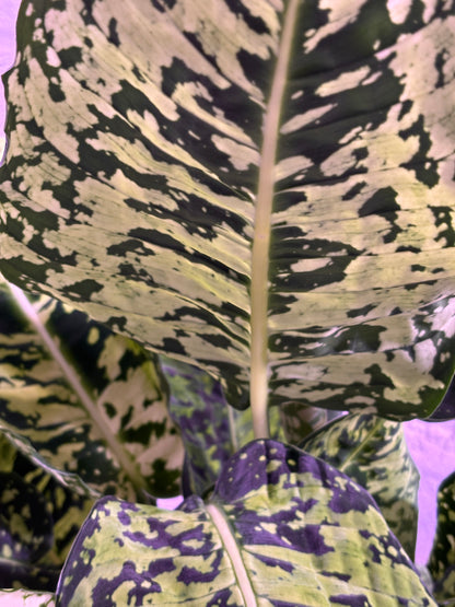 Dieffenbachia Reflector