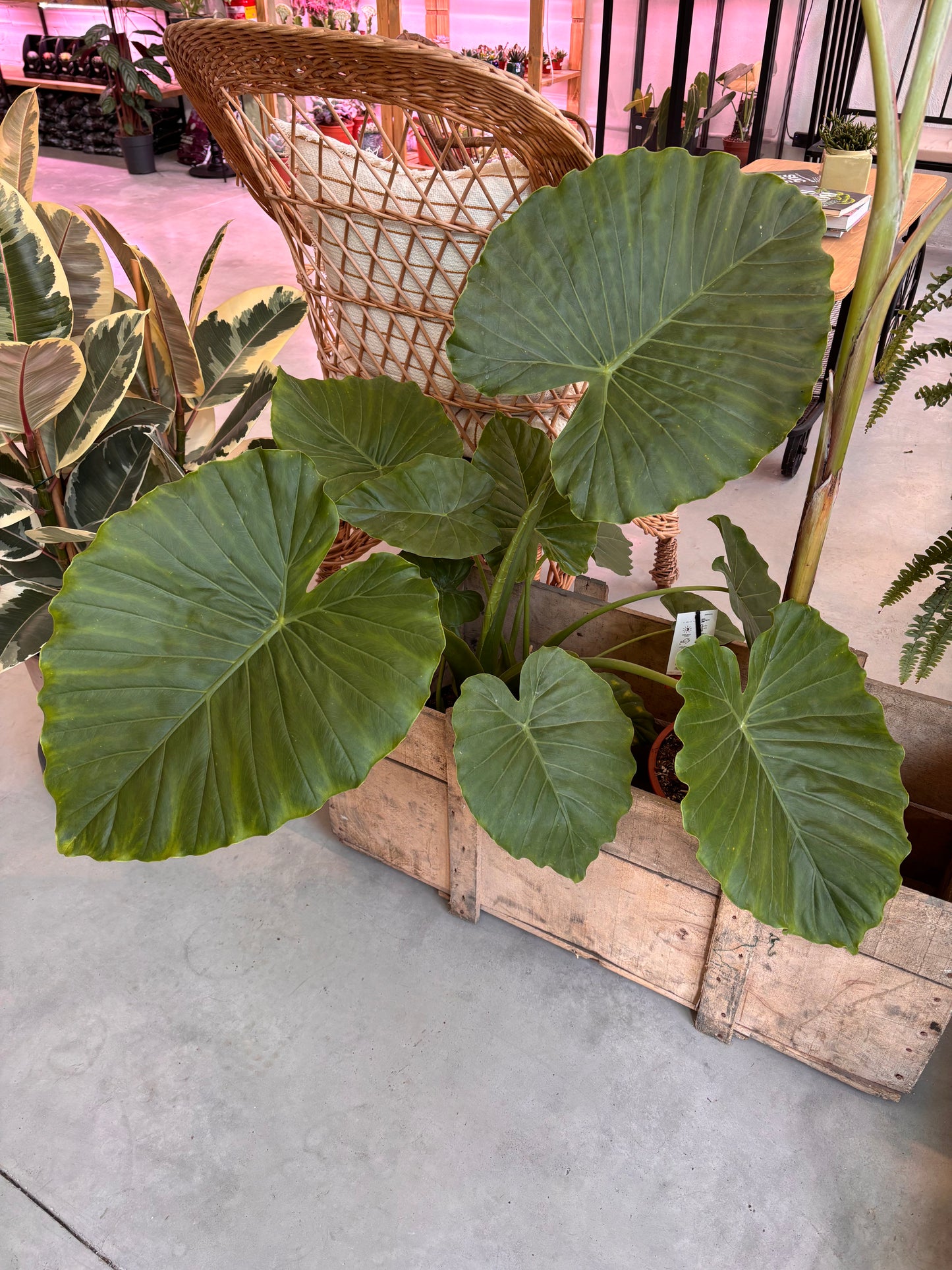 Alocasia Gageana California