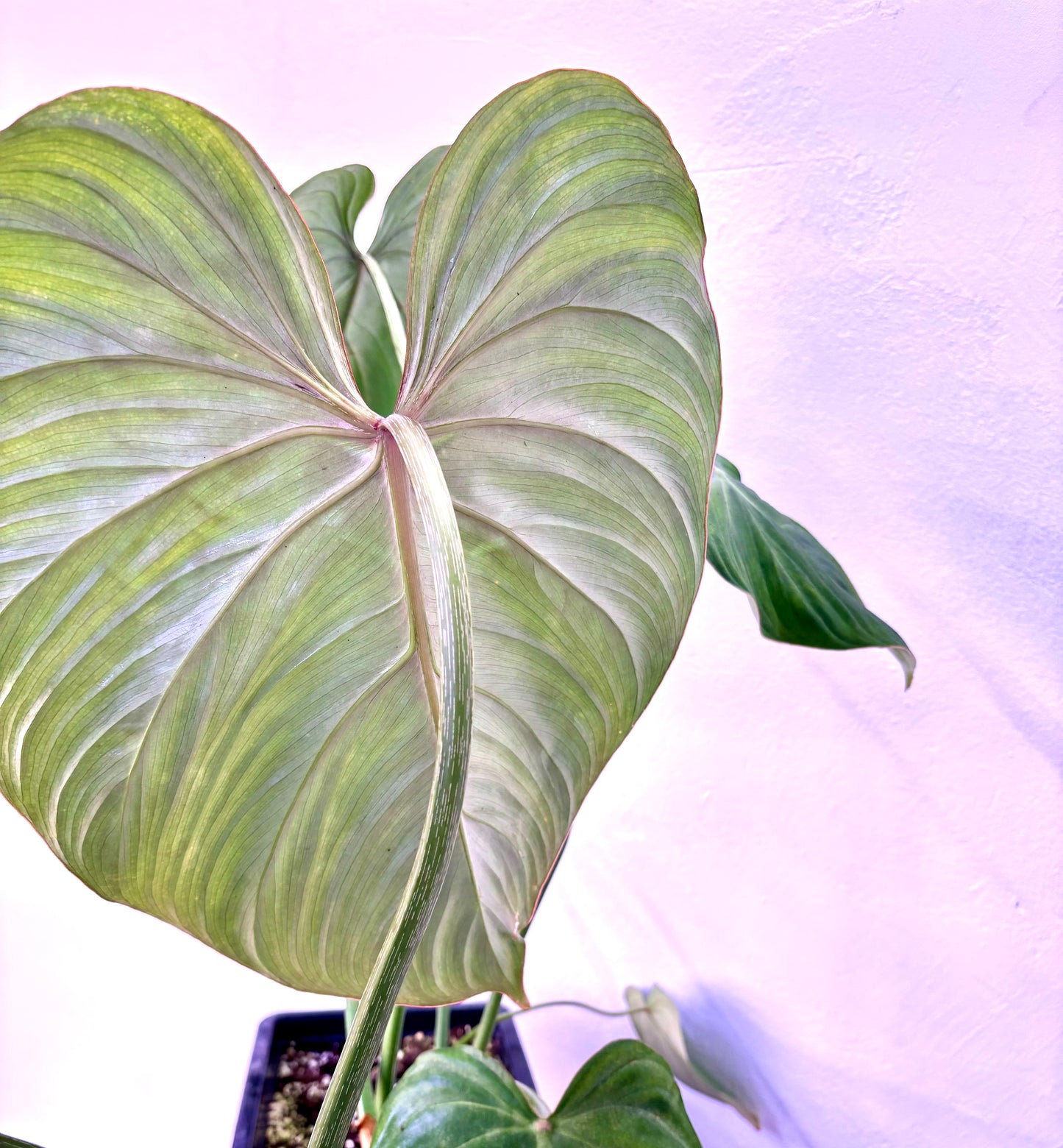 Philodendron Gloriosum