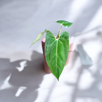 Anthurium Fort Sherman X Dark Phoenix