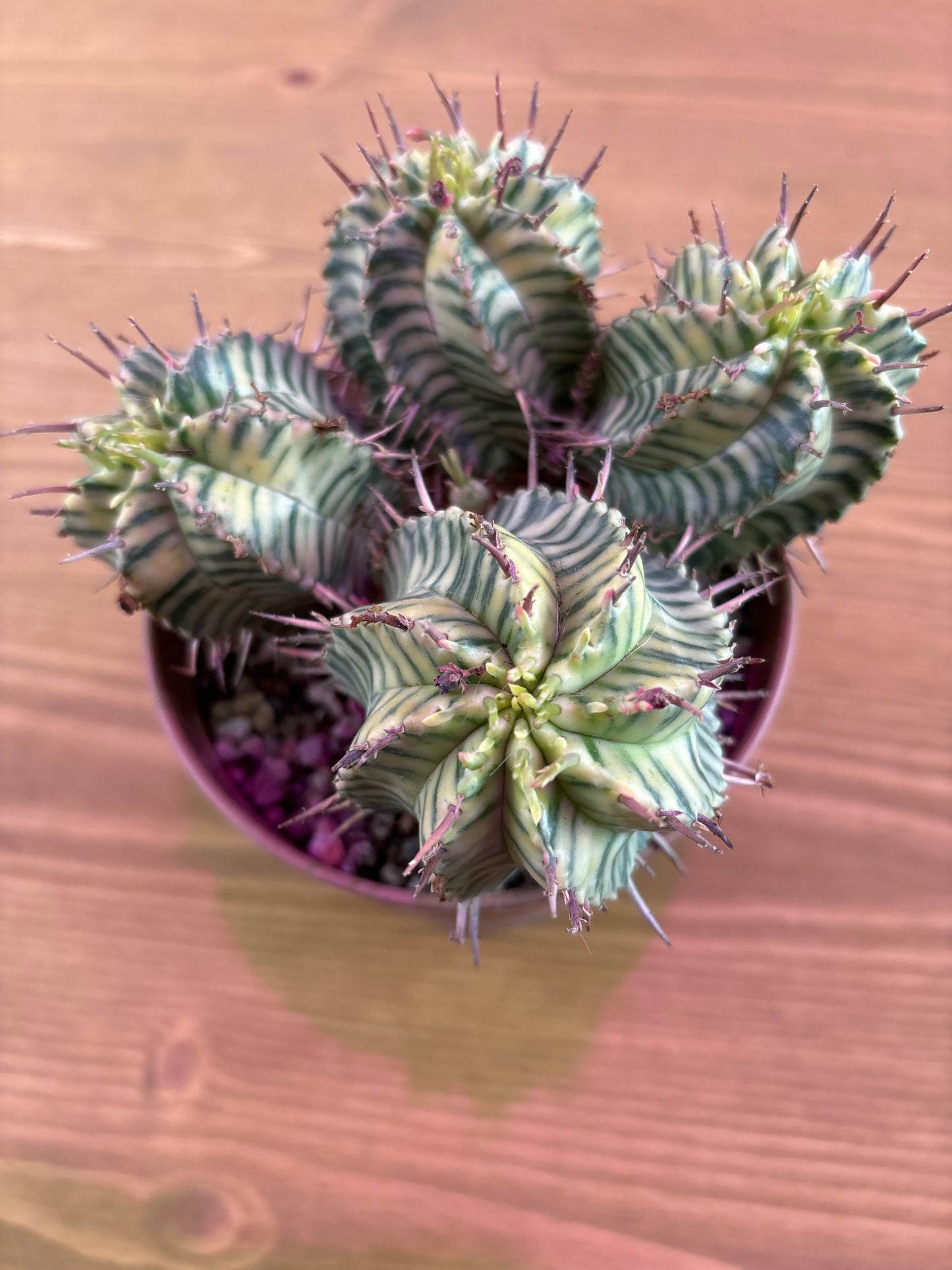 Euphorbia Mammillaris Variegata