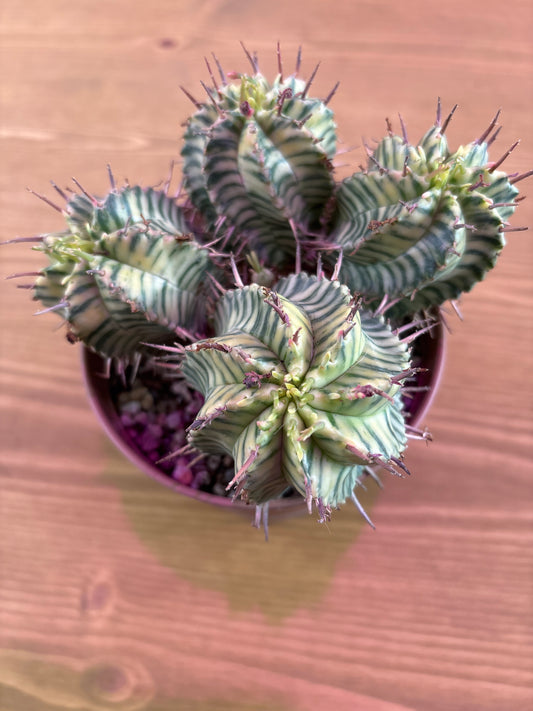 Euphorbia Mammillaris Variegata