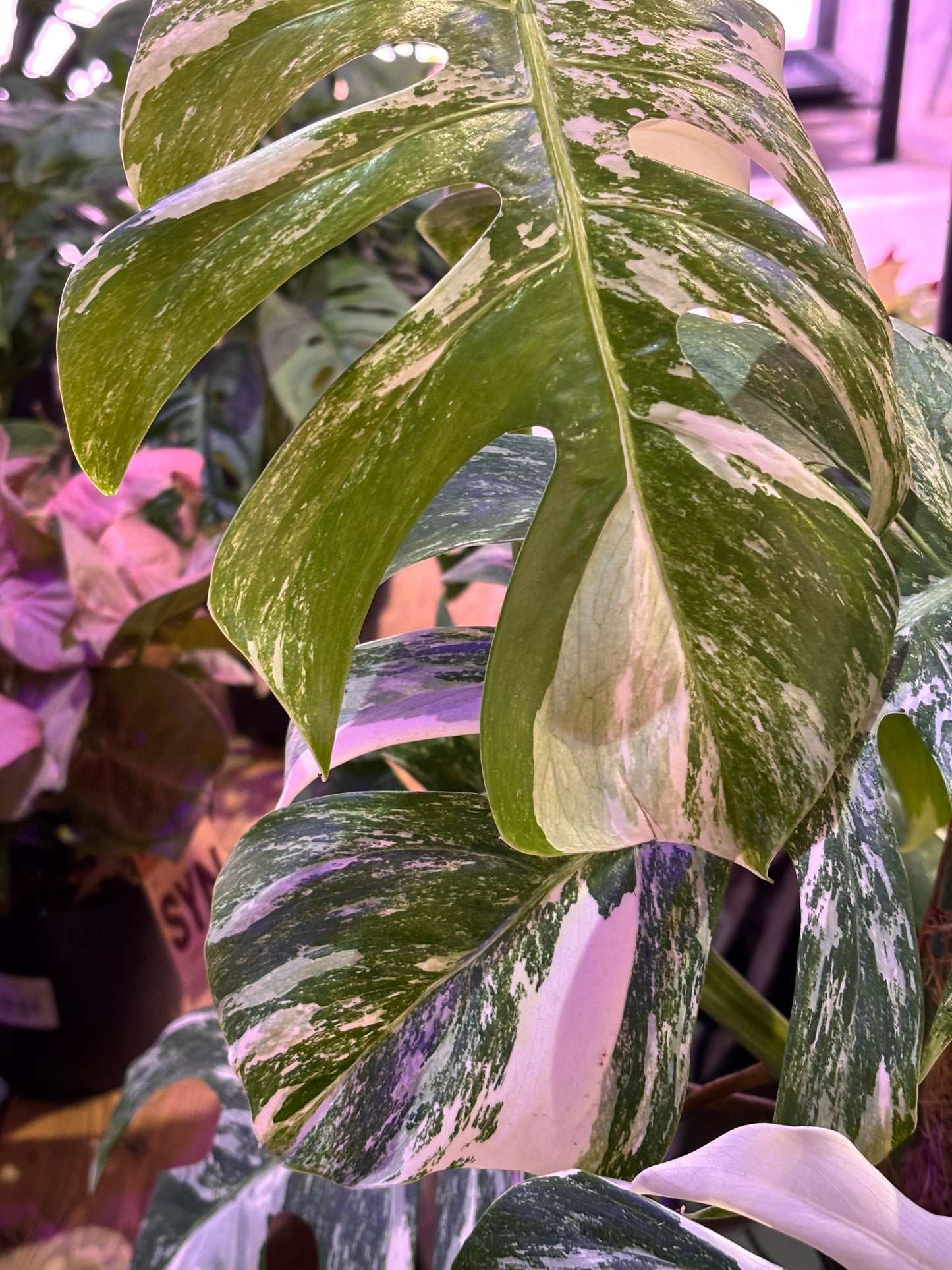 Monstera Deliciosa Albo Variegada