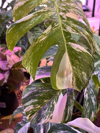 Monstera Deliciosa Albo Variegada