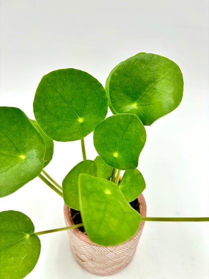 Pilea peperomioides ‘Planta del dinero china’