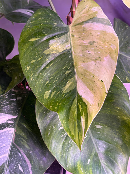 Philodendron Fresh Aurea Tricolor