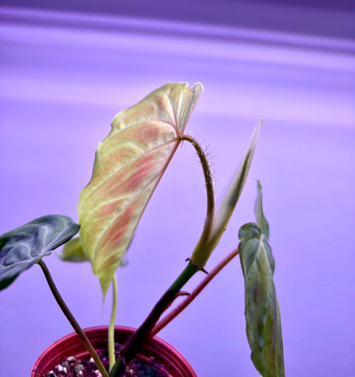 Philodendron Verrucosum