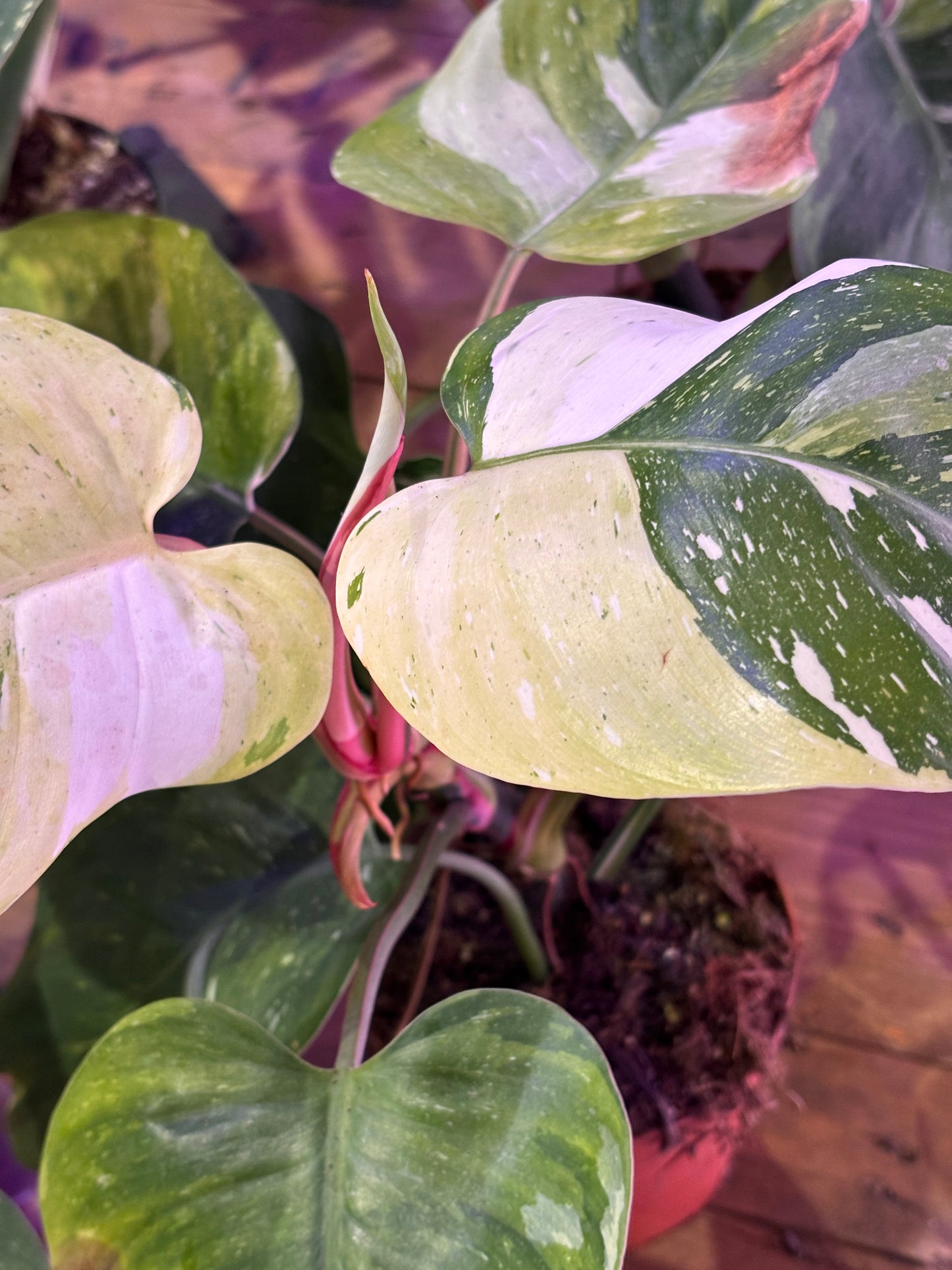 Philodendron Fresh Aurea Tricolor