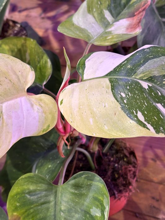 Philodendron Fresh Aurea Tricolor