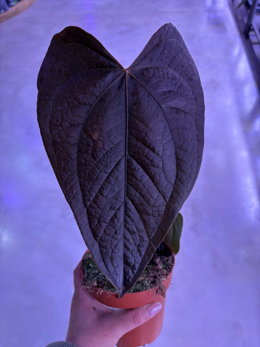 Anthurium Queen of Hearts