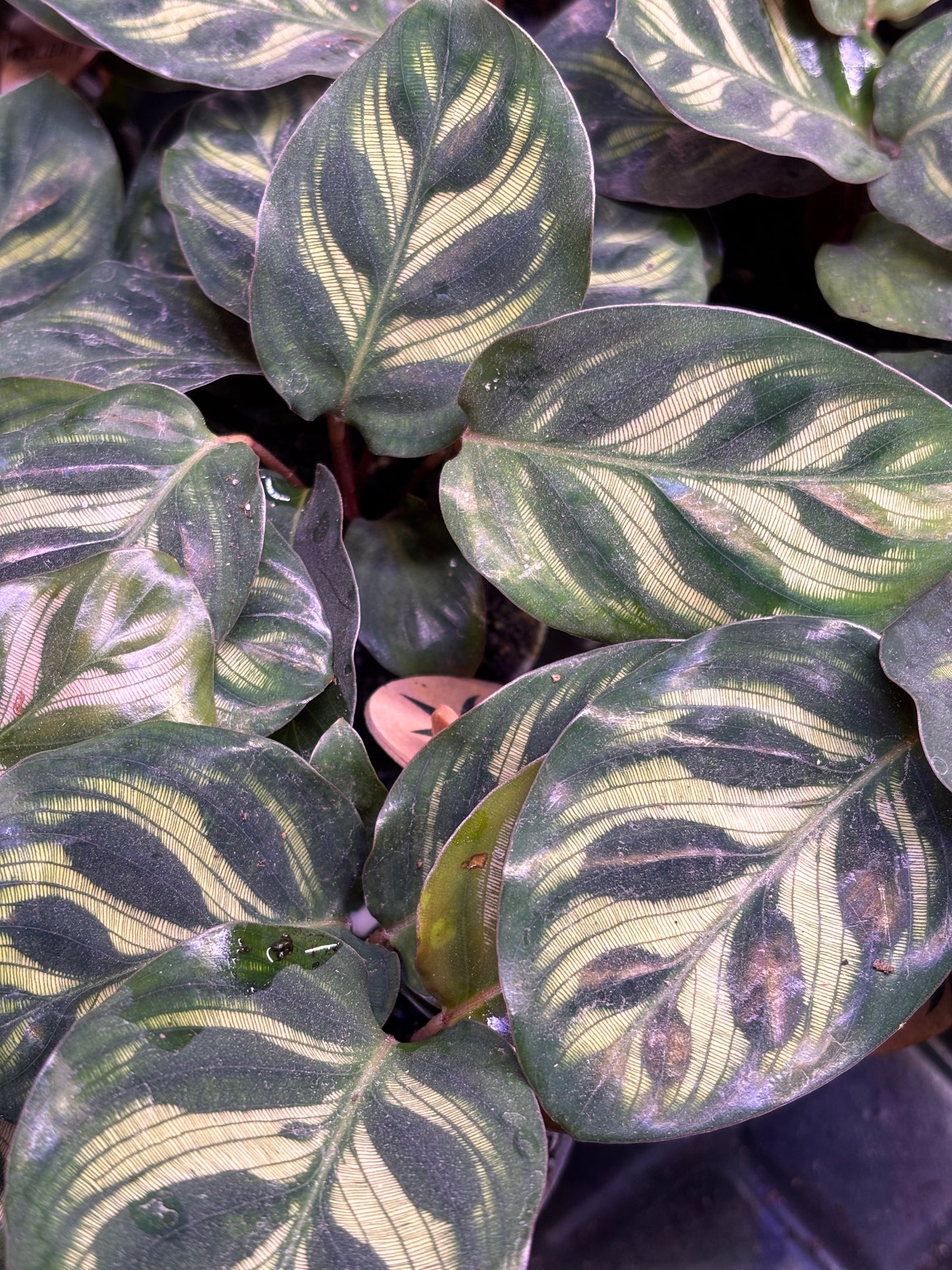 Calathea Makoyana