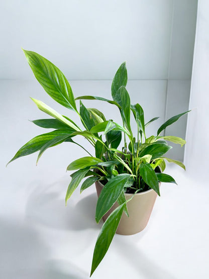 Spathiphyllum