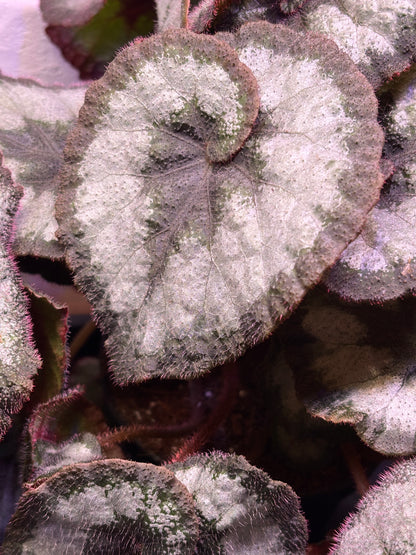 Begonia Princess Of Hanover