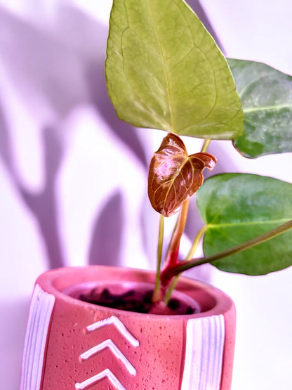 Anthurium ‘Purple Sweet’ (A. Black Sweet X A. Papillilaminum Dark Form)