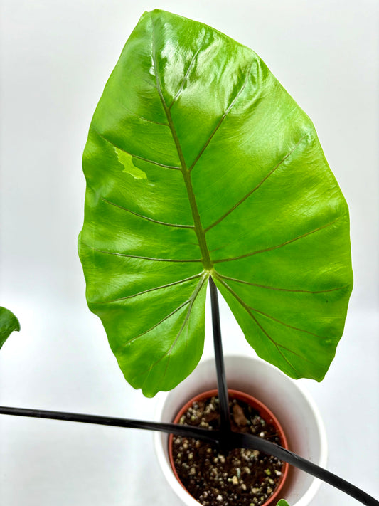 Alocasia Macrorrhiza ‘Black Stem’