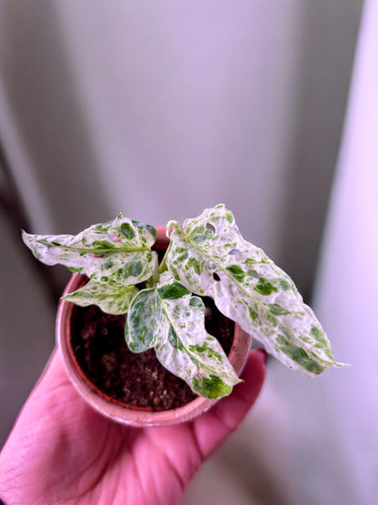 Monstera Frozen Freckles