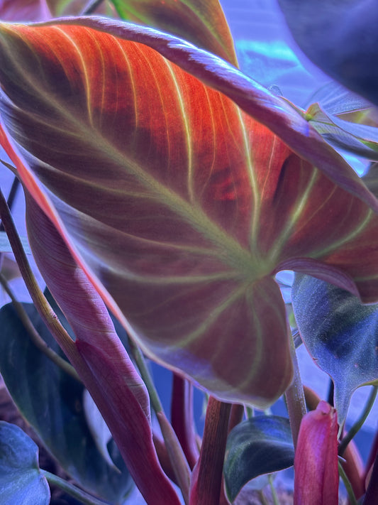 Philodendron Choco Red