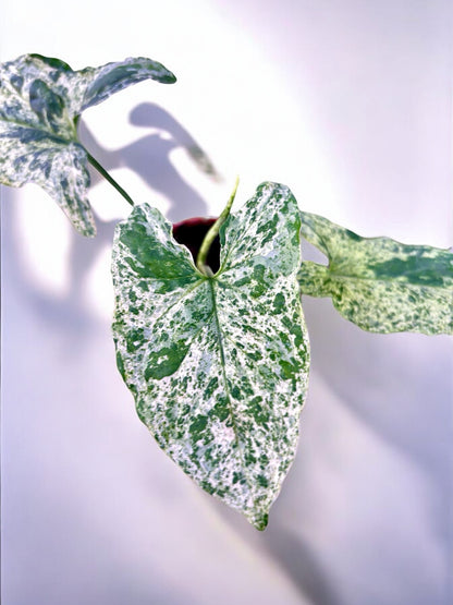 Syngonium Mottled ‘Mojito’