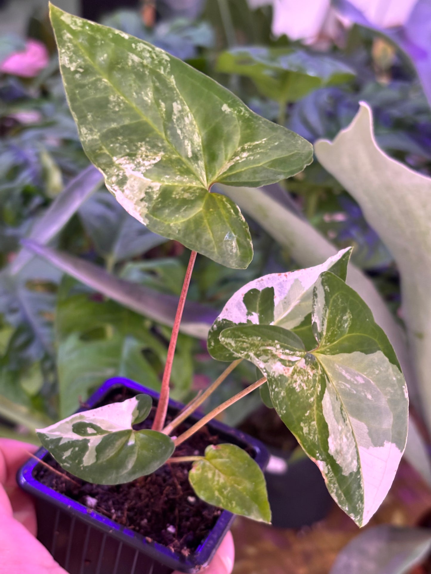 Syngonium Podophyllum 'Albo Variegata'