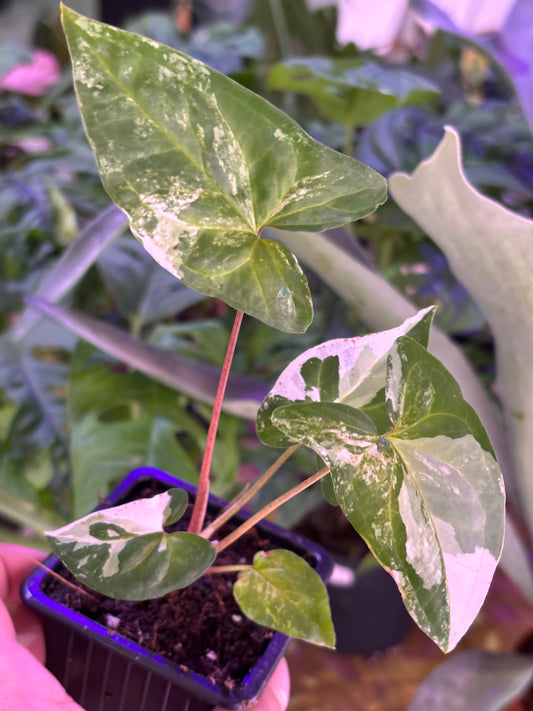 Syngonium Podophyllum 'Albo Variegata'