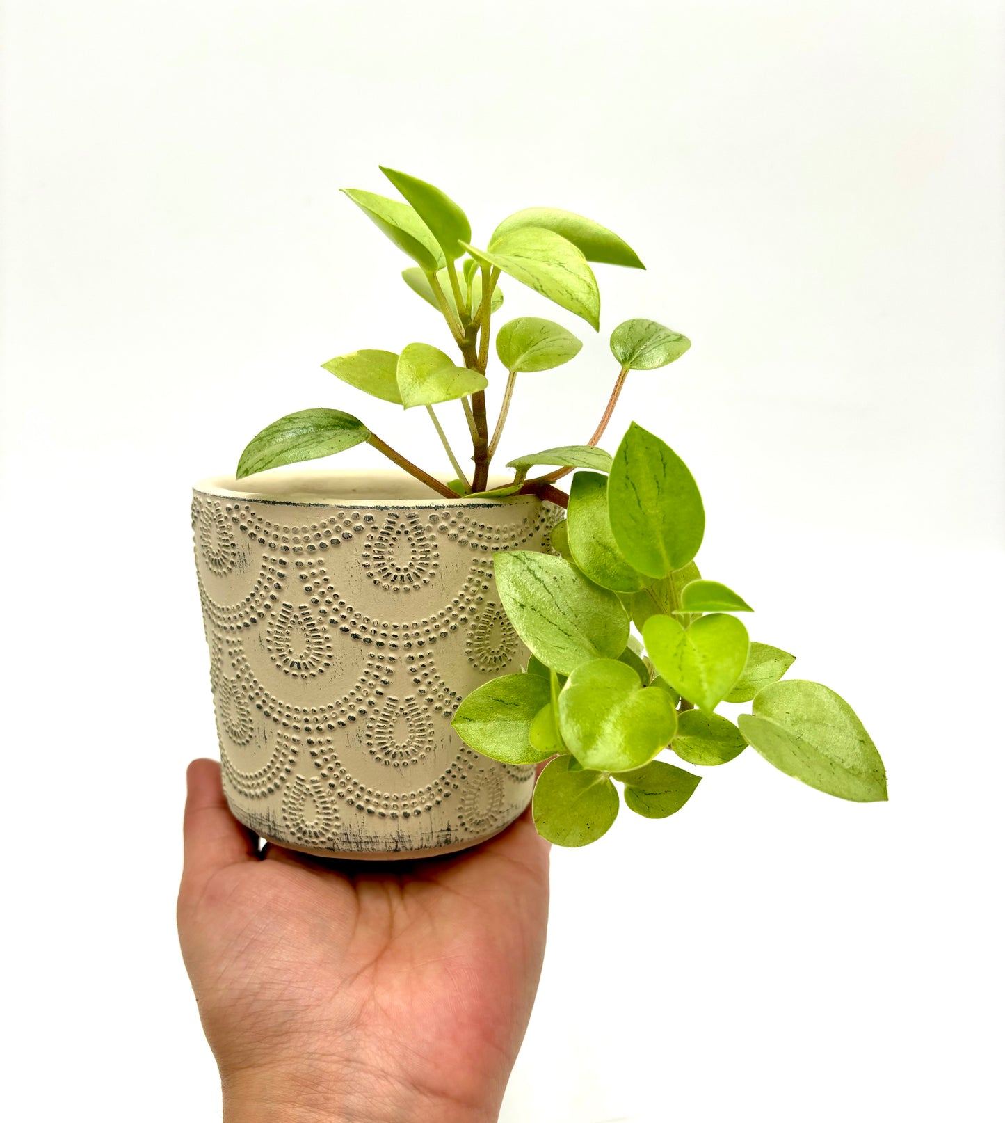 Peperomia Pixie Lime