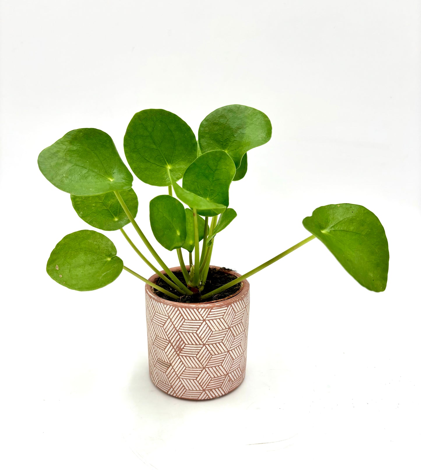 Pilea peperomioides ‘Planta del dinero china’