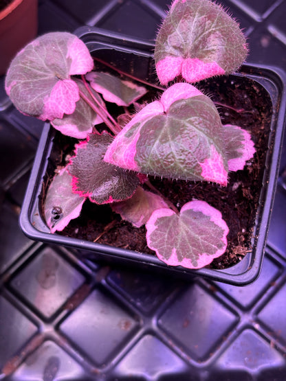Saxifraga Variegata Pink