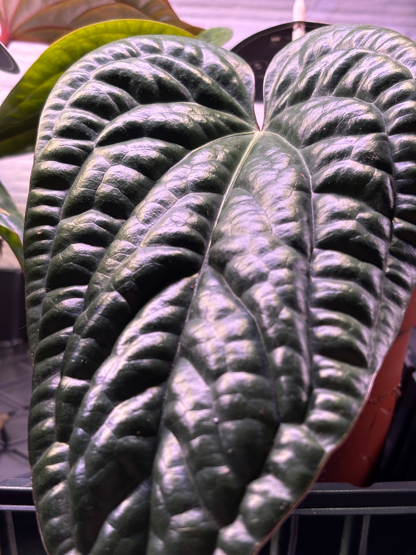 Anthurium Luxurians