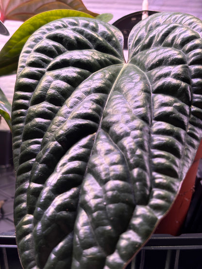 Anthurium Luxurians