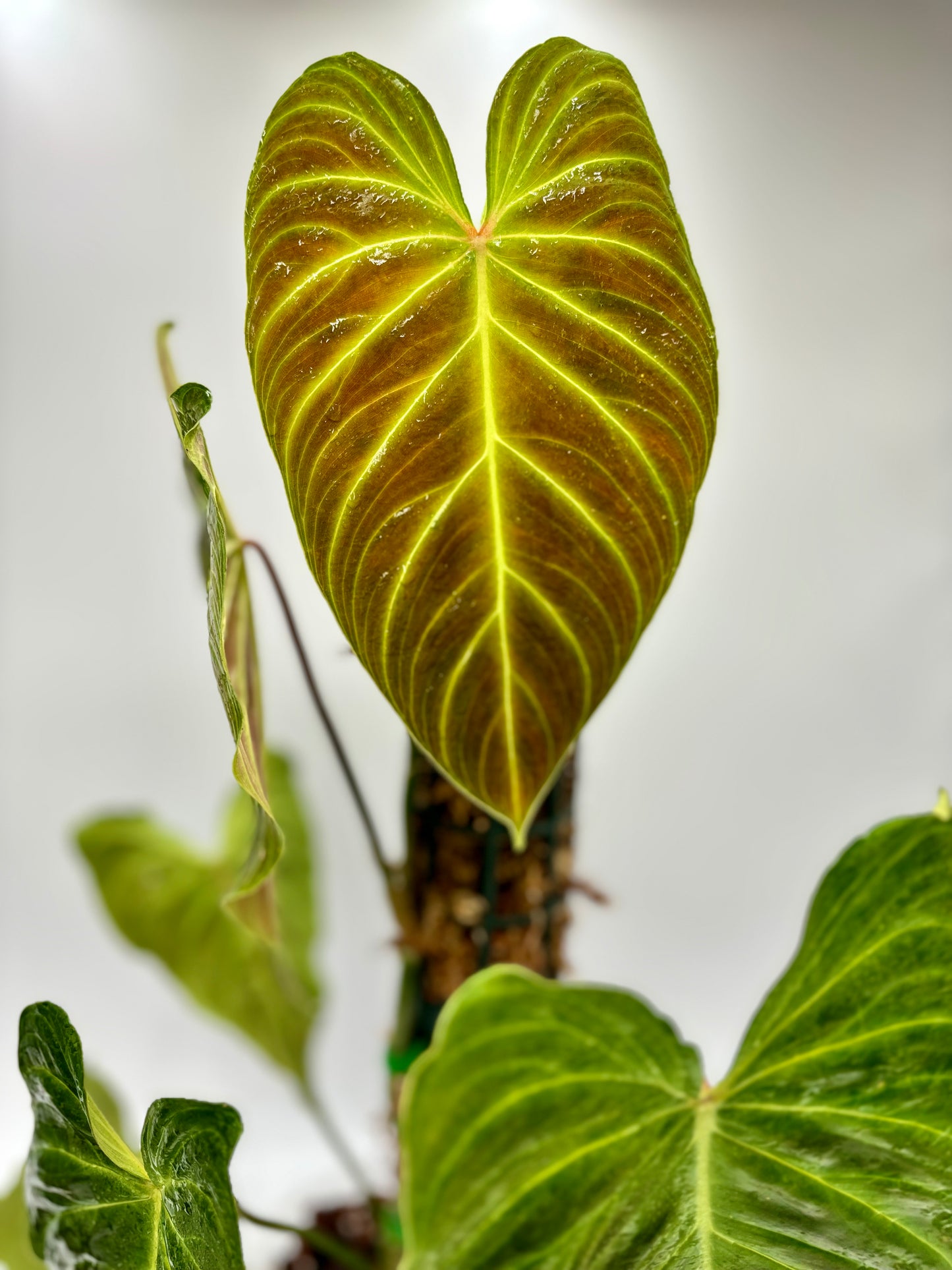 Philodendron Splendid (Melanochrysum x Verrucosum)