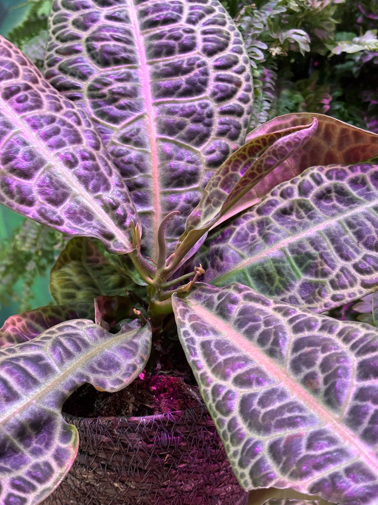 Labisia Obtusifolia Kura Kura Tortuga