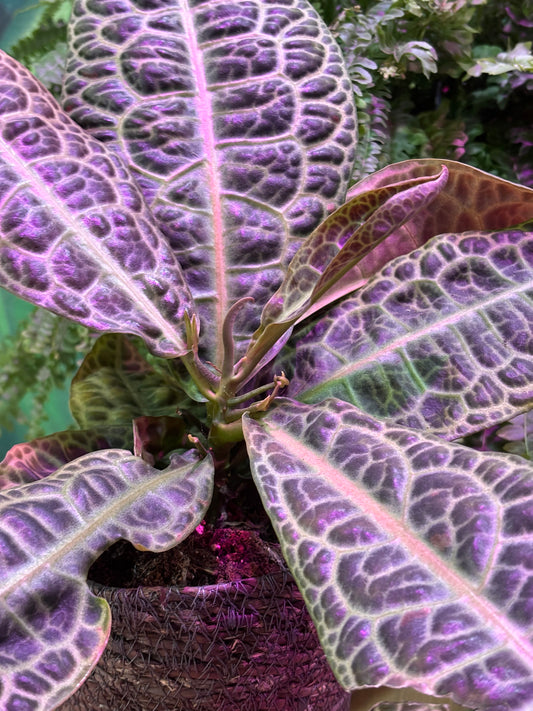 Labisia Obtusifolia Kura Kura Tortuga