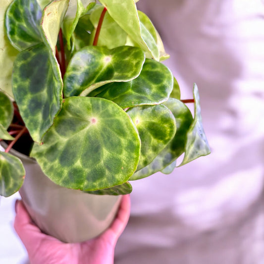 Begonia Kingiana