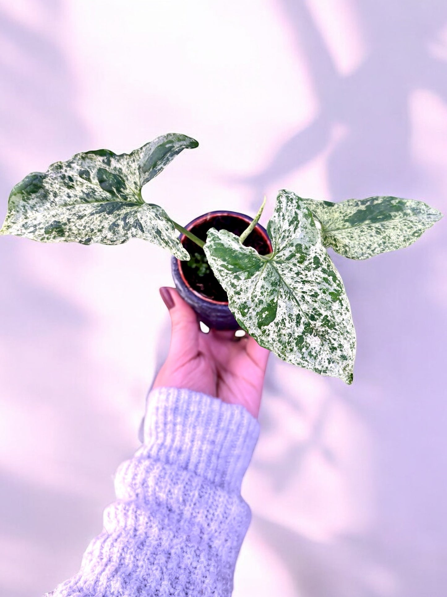 Syngonium Mottled ‘Mojito’