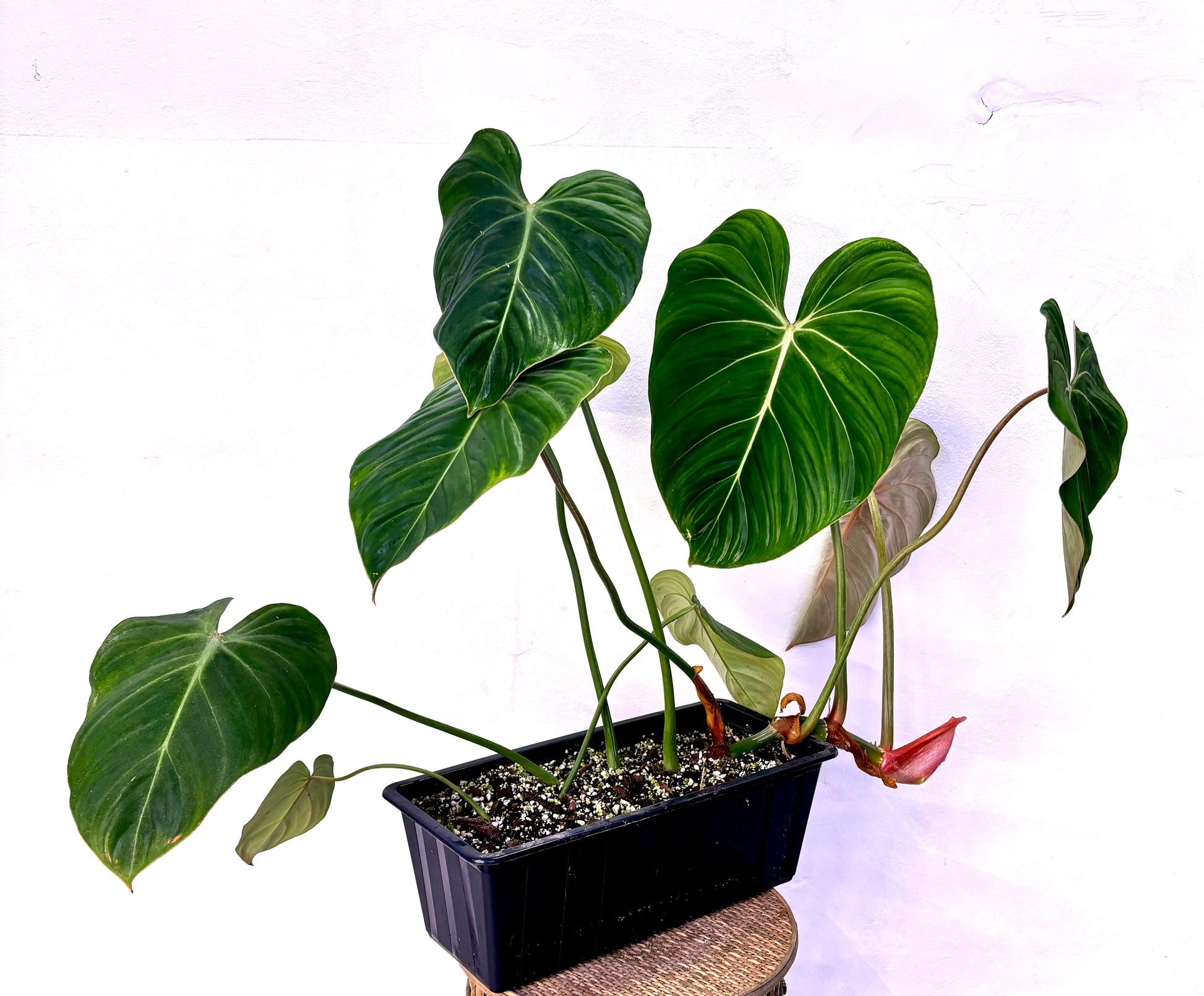 philodendron gloriosum buy europe Philodendron Gloriosum – Plantukas