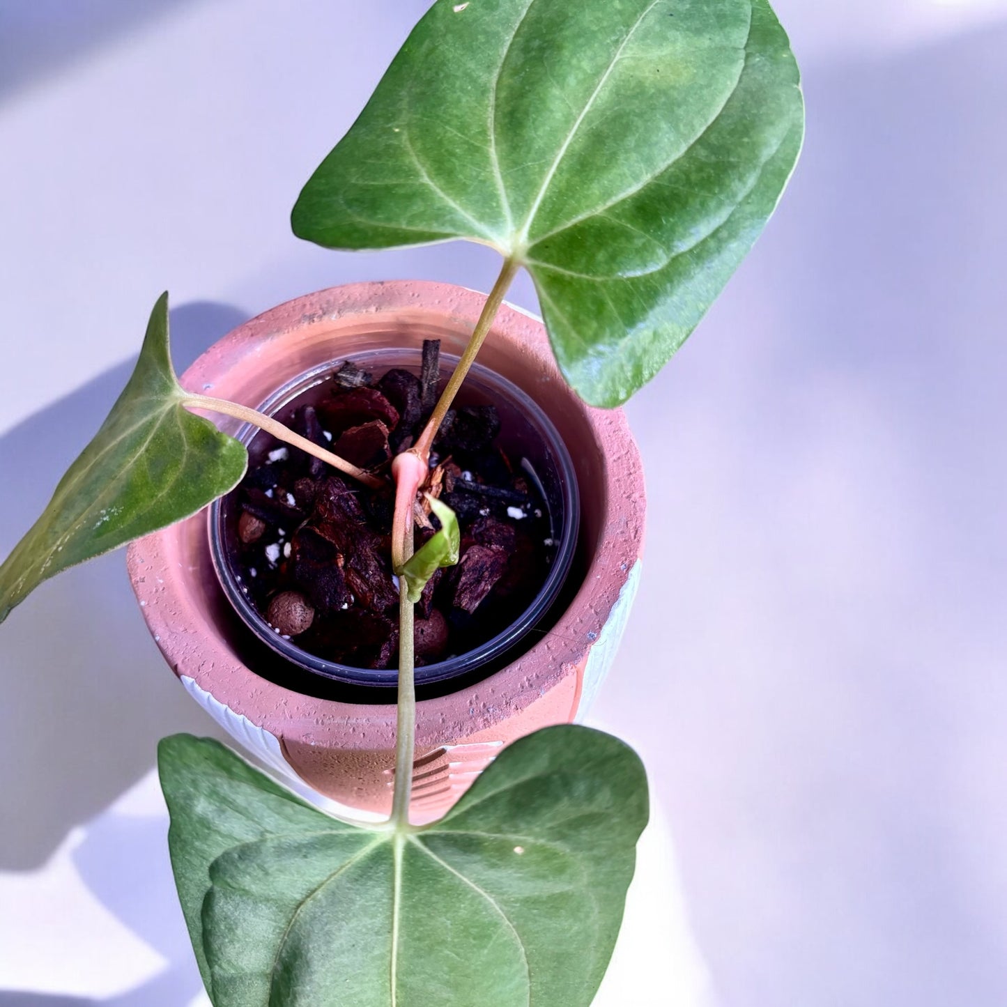 Anthurium Fort Sherman X Dark Phoenix