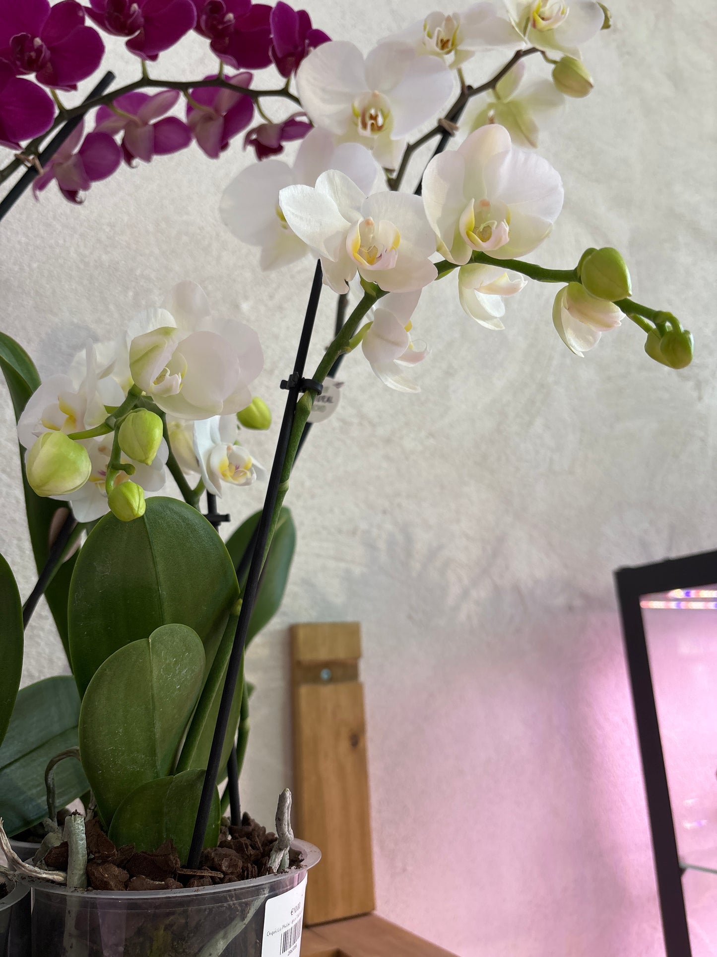 Orquídea Phalaenopsis Multiflora Dos Varas Florales