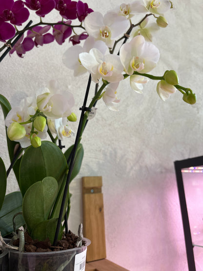 Orquídea Phalaenopsis Multiflora Dos Varas Florales
