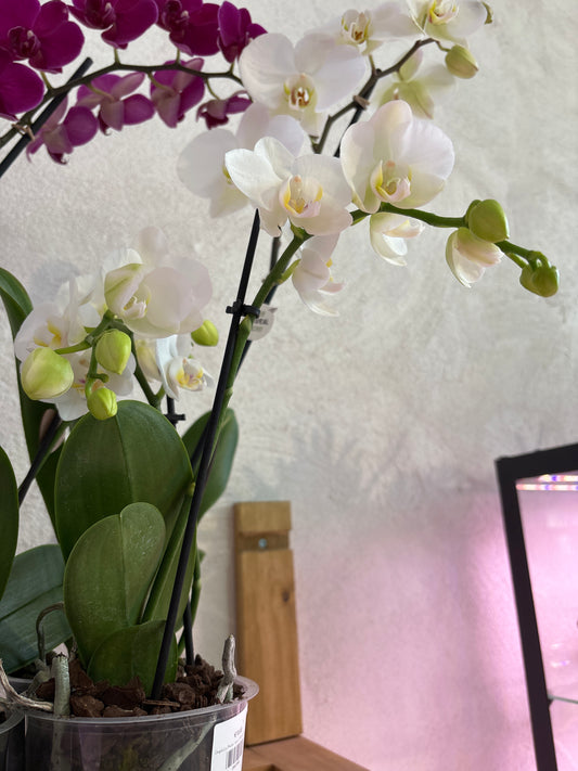 Orquídea Phalaenopsis Multiflora Dos Varas Florales