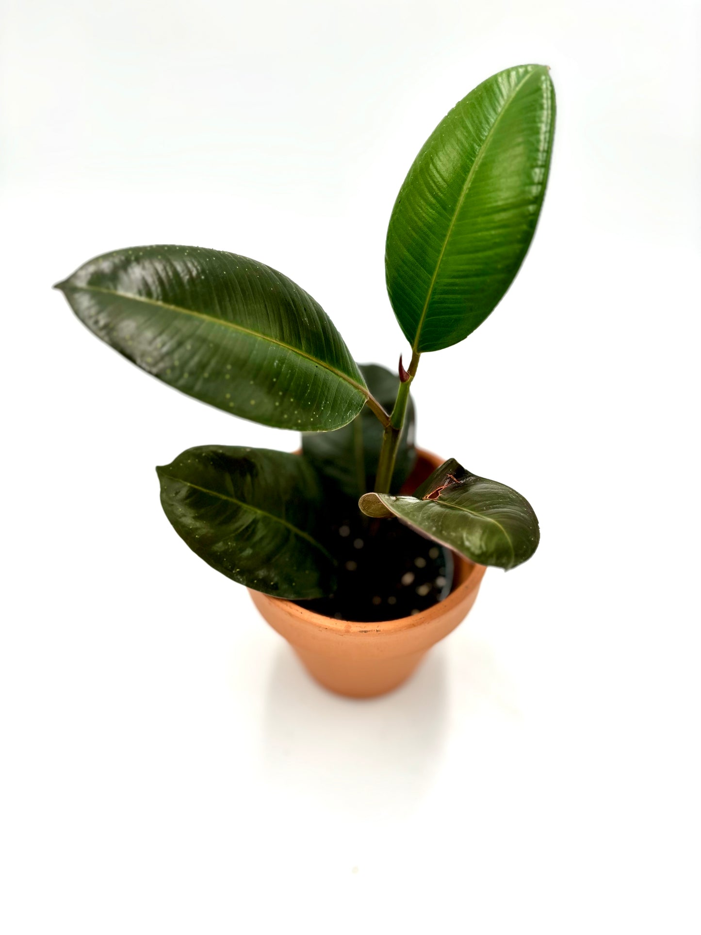 Ficus Elástica Robusta