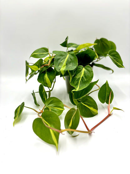 Philodendron Scandens Brasil