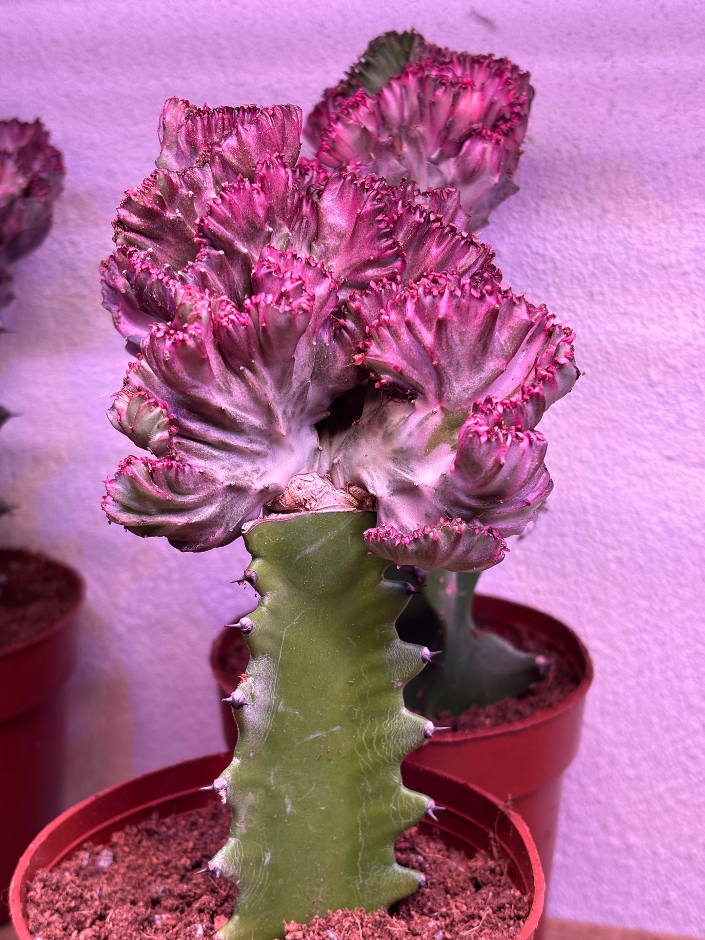 Euphorbia Lactea Cristata