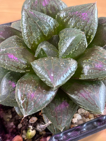 Haworthia