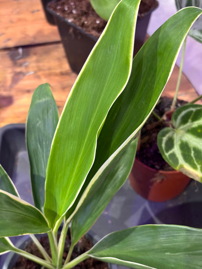 Cordyline Fruticosa