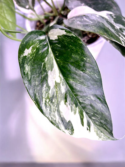 Epipremnum Pinnatum Variegata