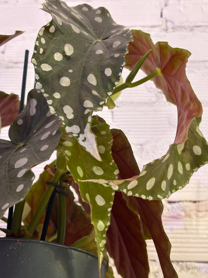 Begonia Maculata Mega Dot