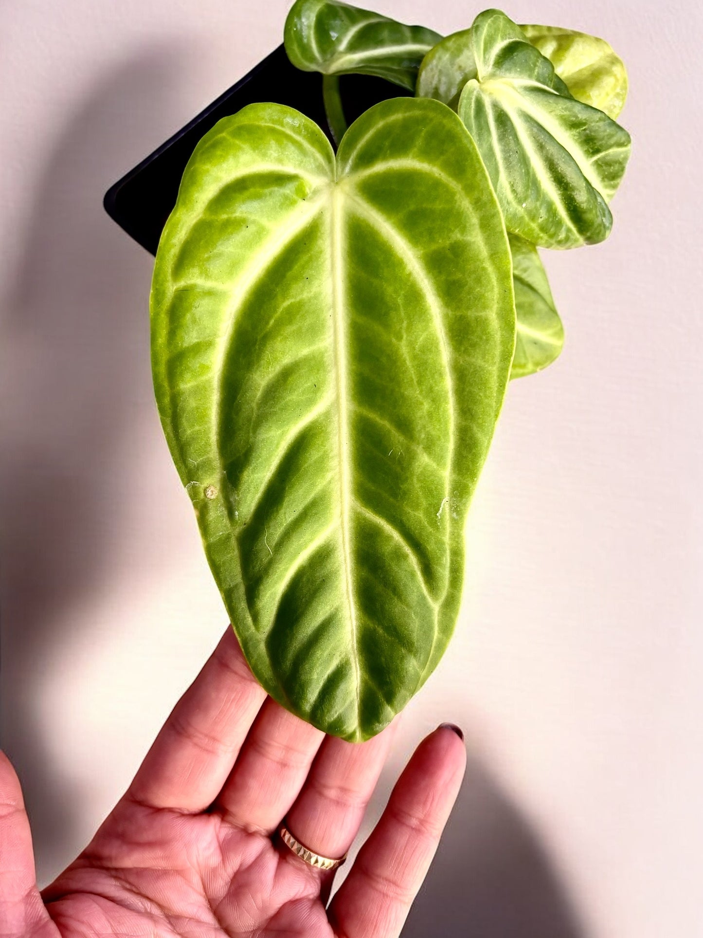 Anthurium Villenaorum